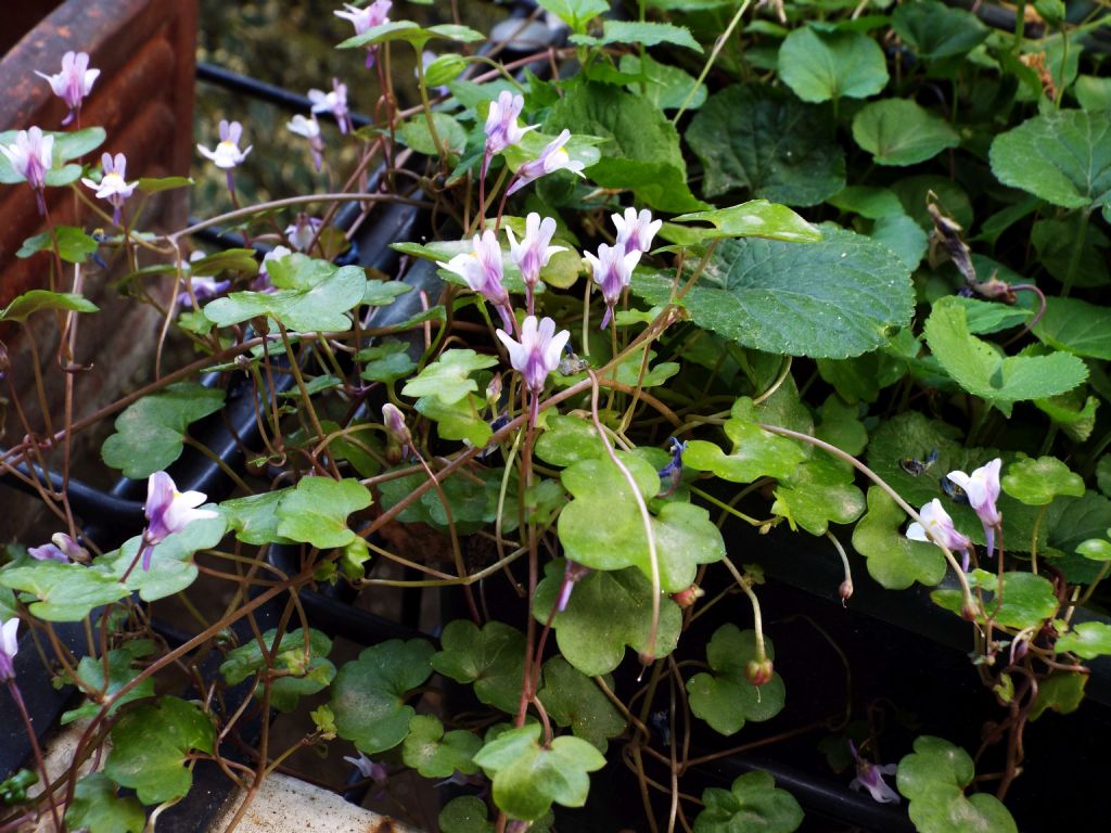 Cymbalaria muralis (Lamiales - Plantaginaceae)